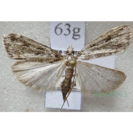 Eudonia truncicolella (Stainton, 1849) Mietliczka borowa Czech63g